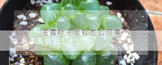 蔬菜英语怎么读?