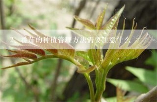 番茄的种植管理方法需要注意什么