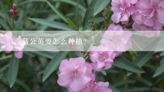 蒲公英要怎么种植？