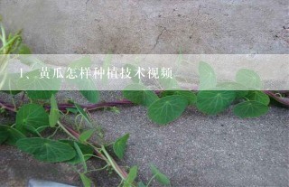 黄瓜怎样种植技术视频