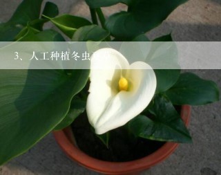 人工种植冬虫夏草