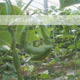 芹菜怎么种植方法如下