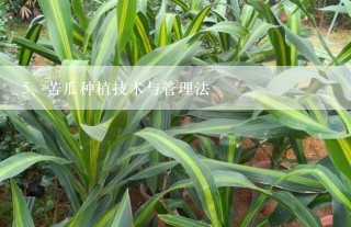 苦瓜种植技术与管理法