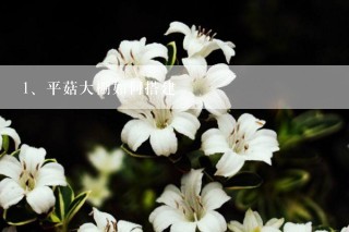 平菇大棚如何搭建