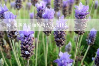 桑葚的正确种植方法是什么