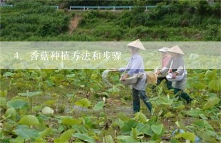 香菇种植方法和步骤