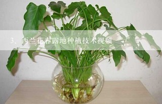 西兰花春露地种植技术视频