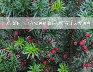 如何自己在家种植蘑菇呢？有什么方法吗？