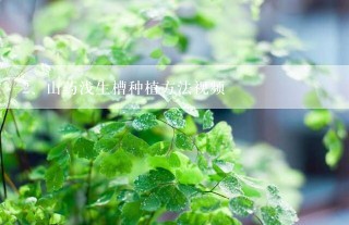 山药浅生槽种植方法视频