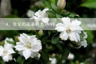 常见的蔬菜种类100种