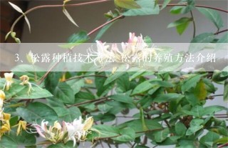 松露种植技术方法 松露的养殖方法介绍