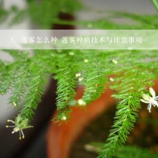 莲雾怎么种 莲雾种植技术与注意事项