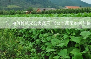 如何种植无公害蔬菜 无公害蔬菜如何种植