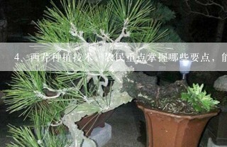 西芹种植技术，农民重点掌握哪些要点，能够收获高产