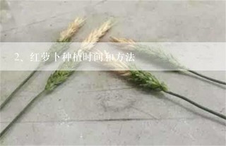 红萝卜种植时间和方法