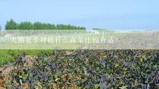 大棚夏季种植什么蔬菜比较合适？