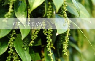 芹菜的种植方法