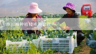 沙田柚种植技术和管理