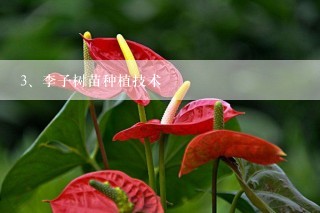 李子树苗种植技术