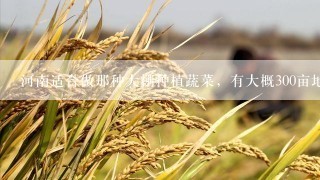 河南适合做那种大棚种植蔬菜，有大概300亩地，能建