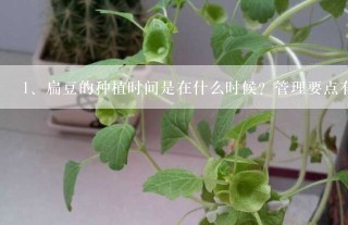 扁豆的种植时间是在什么时候？管理要点有哪些？