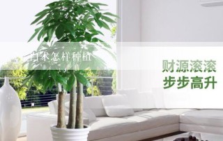 白术怎样种植