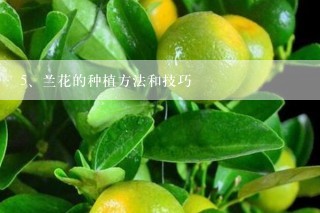 兰花的种植方法和技巧