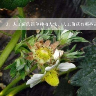 人工菌的简单种植方法，人工菌菇有哪些品种