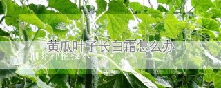 荆芥种植技术