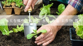 秋天有哪些东西秋收 水果 蔬菜 农作物 都有哪些？