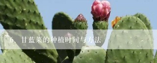 甘蓝菜的种植时间与方法