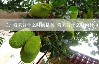 紫菜苔什么时候播种 紫菜苔什么时候种植