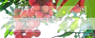 蔬菜的做法