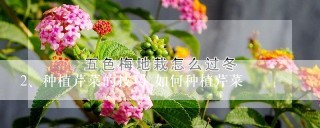 种植芹菜的技巧 如何种植芹菜