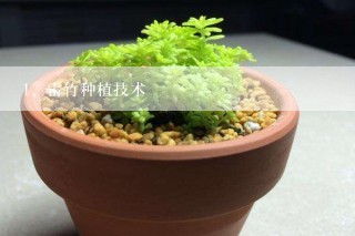 雷竹种植技术