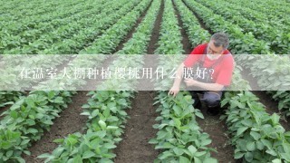 在温室大棚种植樱桃用什么膜好？