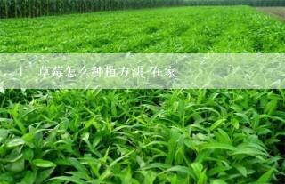 草莓怎么种植方法 在家