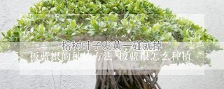 板蓝根的种植方法 板蓝根怎么种植