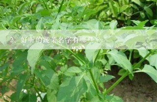 好听的蔬菜名字有哪些