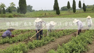 谁知道广东冬季时令蔬菜?(注:非反季节蔬菜)