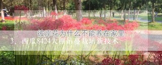 西瓜8424大棚吊蔓栽培新技术