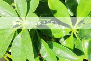 茭白的种植技术是怎样的