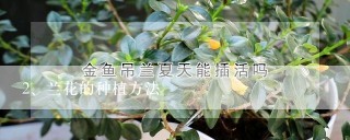 兰花的种植方法