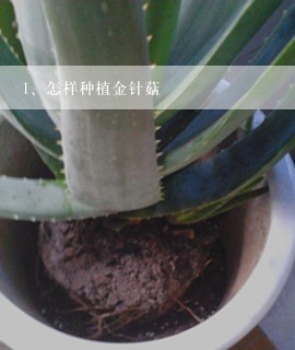 怎样种植金针菇