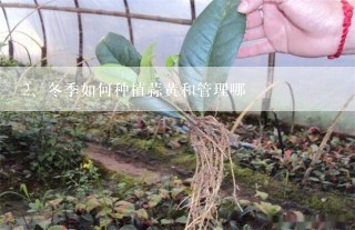 冬季如何种植蒜黄和管理哪