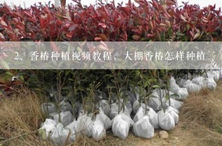 香椿种植视频教程，大棚香椿怎样种植