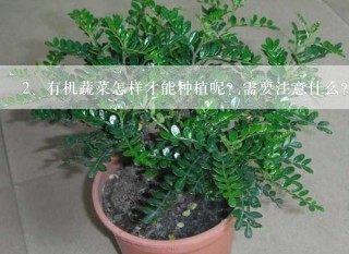 有机蔬菜怎样才能种植呢？需要注意什么？