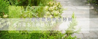 水芹菜怎么种植方法