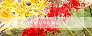 西瓜怎么种植方法视频