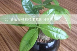 油菜籽种植技术及田间管理